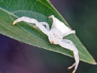 Thomisus spectabilis DSC08433 edit